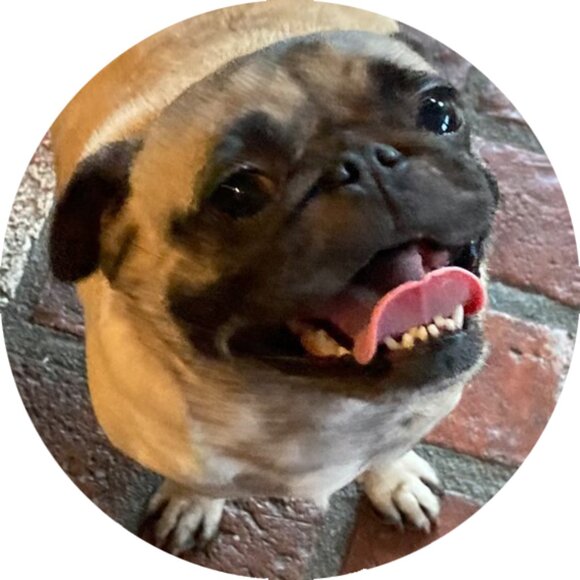 Meet your Posher, Monkee - Picture 4 of 7